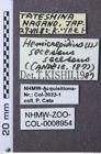 Etiketten zu Hemicrepidius secessus (NHMW-ZOO-COL-0008954)